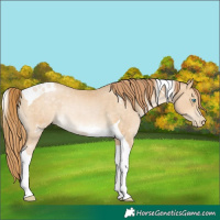 Horse Color:Buckskin Pearl Tobiano Rabicano 