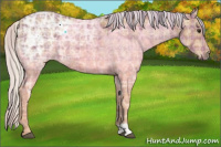 Horse Color:Plaid Silver Bay Ice