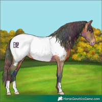 Horse Color:Nacre Bay Near Fewspot 