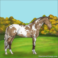 Horse Color:White Spotted Silver Buckskin Dun Mushroom Appaloosa 