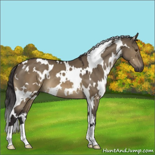 Horse Color:White Spotted Buckskin Dun Mushroom