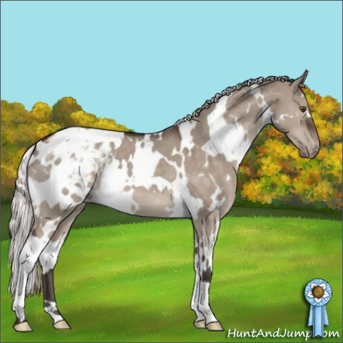 Horse Color:White Spotted Silver Brown Dun Mushroom Appaloosa