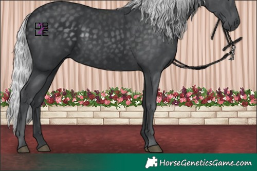 Horse Color:Silver Black Chinchilla 