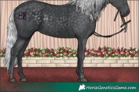 Horse Color:Silver Black Chinchilla 