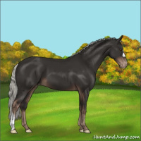 Horse Color:Liver Chestnut Mushroom Varnish 