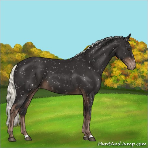 Horse Color:Liver Chestnut Mushroom Appaloosa
