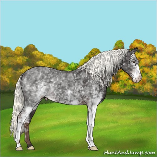 Horse Color:White Spotted Liver Chestnut Mushroom Appaloosa 
