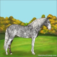 Horse Color:White Spotted Liver Chestnut Mushroom Appaloosa 