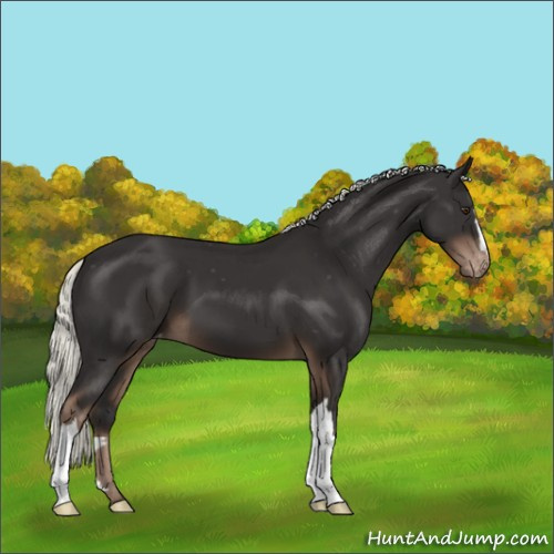 Horse Color:Liver Chestnut Mushroom Appaloosa 