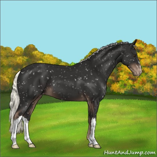 Horse Color:Liver Chestnut Mushroom Appaloosa 
