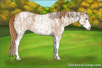 Horse Color:Red Roan Sabino Splash  and White Spotted Red Roan Splash 