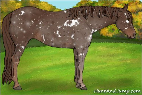 Horse Color:White Spotted Liver Chestnut Rabicano