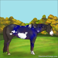 Horse Color:Liver Chestnut Frame 