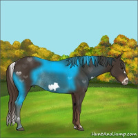 Horse Color:Liver Chestnut Frame Rabicano