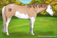 Horse Color:Bay Pearl Splash 