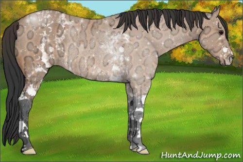Horse Color:White Spotted Bay Ice Rabicano