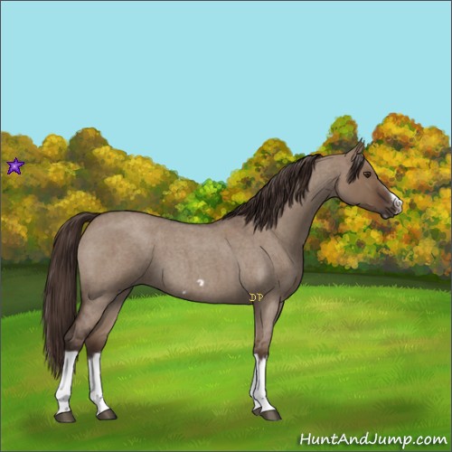 Horse Color:Liver Red Dun Roan Splash Frame Rabicano