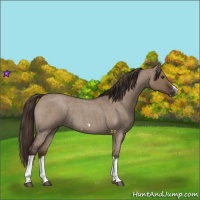 Horse Color:Liver Red Dun Roan Splash Frame Rabicano 