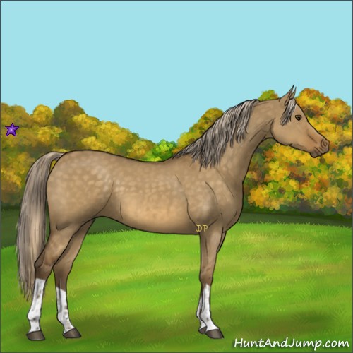 Horse Color:Chocolate Palomino Dun and Chocolate Palomino Dun