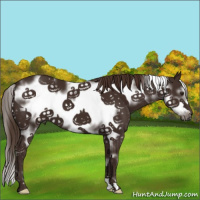 Horse Color:White Spotted Liver Chestnut Frame