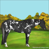Horse Color:White Spotted Liver Chestnut