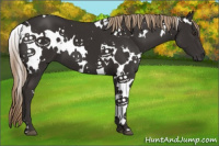 Horse Color:White Spotted Liver Chestnut 