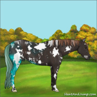 Horse Color:White Spotted Liver Chestnut 