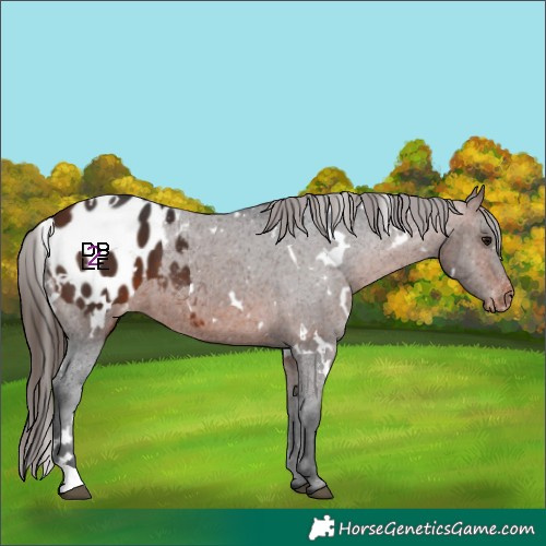 Horse Color:White Spotted Bay Appaloosa