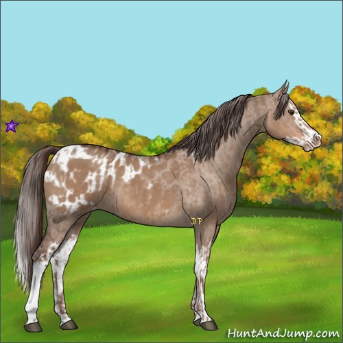 Horse Color:Liver Red Dun Appaloosa and Liver Red Dun Splash Appaloosa