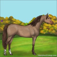 Horse Color:Liver Red Dun  and Liver Red Dun 