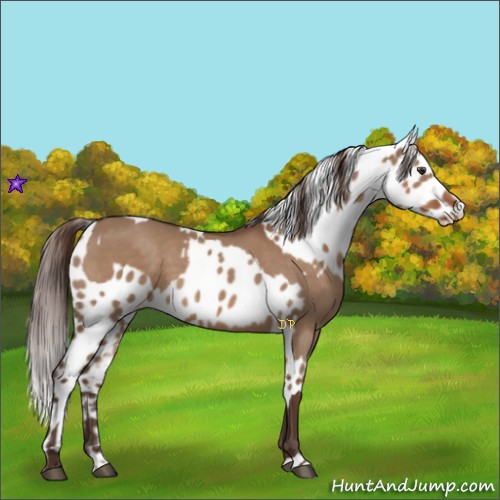 Horse Color:Liver Red Dun and Liver Red Dun Leopard