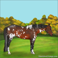 Horse Color:White Spotted Brown Sabino