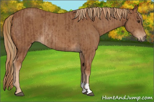 Horse Color:Chestnut Rabicano and Chestnut Rabicano
