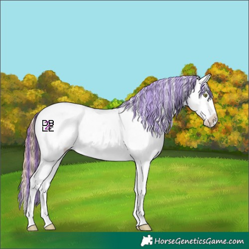 Horse Color:Painted Gold Champagne Dun Sabino Splash Appaloosa