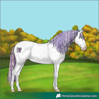 Horse Color:Painted Gold Champagne Dun Sabino Splash Appaloosa 