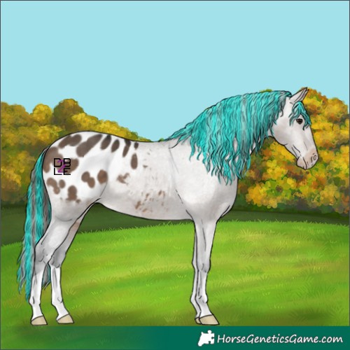 Horse Color:Painted Brown Dun Appaloosa 