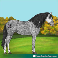 Horse Color:Black Ice Rabicano 