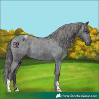 Horse Color:Midnight Black Ice Appaloosa