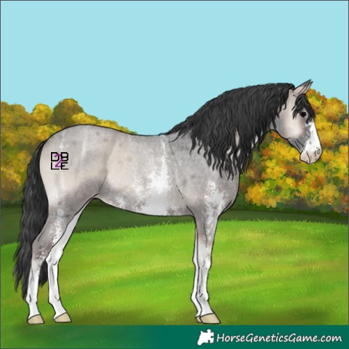 Horse Color:Blue Onyx Ice Roan Sabino Rabicano 