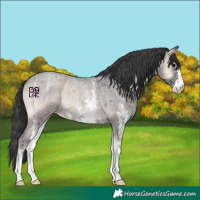Horse Color:Blue Onyx Ice Roan Sabino Rabicano 