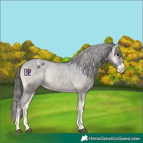 Horse Color:Blue Onyx Appaloosa
