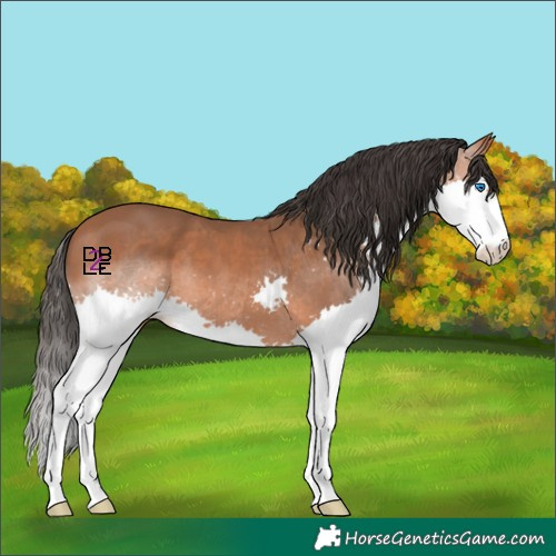 Horse Color:Bay Splash 