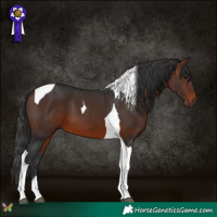 Horse Color:Brown Tobiano 