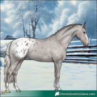 Horse Color:Silver Black Appaloosa 