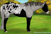 Horse Color:Grullo Ice Roan Splash Appaloosa Rabicano