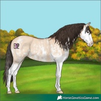 Horse Color:Bay Dun Sabino Splash 