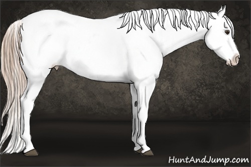 Horse Color:Red Roan Snowflake Varnish Rabicano