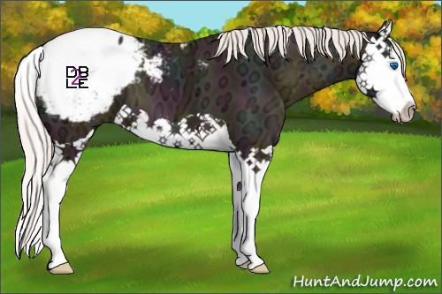 Horse Color:Midnight Silver Sable Champagne Ice Splash Appaloosa 
