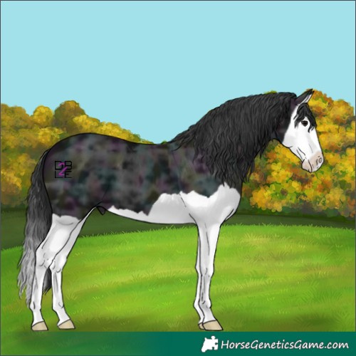 Horse Color:Midnight Black Ice Splash 