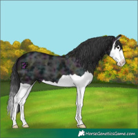Horse Color:Midnight Black Ice Splash